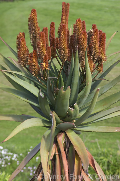 Tilt-head. Aloe (<i>Aloe hexapetala [syn. Aloe speciosa]), a trunk-forming, sometimes tree-like, spring-flowering. South African succulent up to 3m tall. The toothed leaves can reach 80cm long and the inflorescences, which are unbranched but clustered, are up to 50cm long. Order: Asparagales, Family: Asphodelaceae