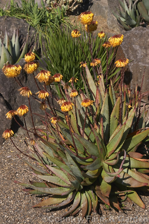 Aloe capitata var. gneissicola</i>), an orange-gold-flowered form of a normally yellow-flowered species native to Madagascar. The inflorescences are up to 12m tall and the leaves have conspicuous red teeth. Order: Asparagales, Family: Asphodelaceae