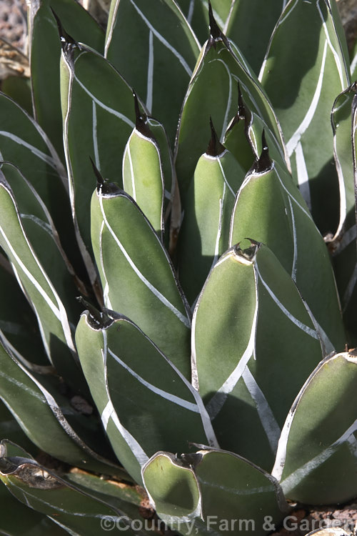 <i>Agave victoria-reginae</i>, a small rosette-forming succulent native to Mexico. It is notable for its unusually marked foliage with very distinctive white striping. Its flower stem can grow to 5m tall, with red-tinted green flowers. Order: Asparagales, Family: Asparagaceae