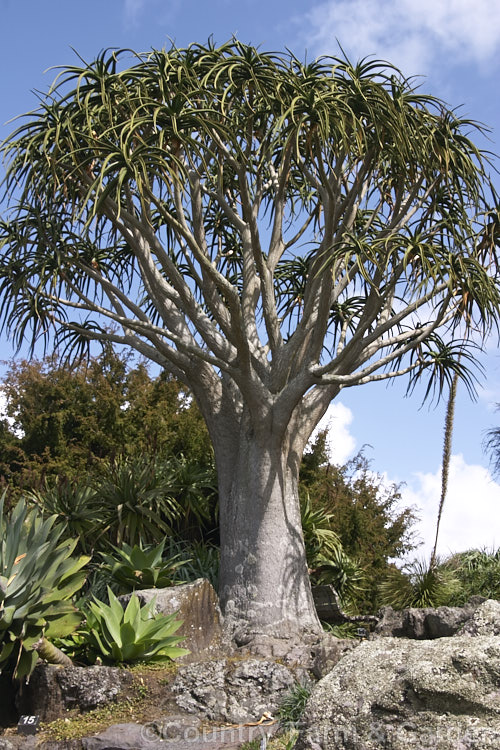 Aloidendron barberae (syns. Aloidendron bainesii, Aloe bainesii</i>), a tree-like aloe native to South Africa, Swaziland and Mozambique. It can reach 18m tall, with sturdy branches, leaves to 90cm long and inflorescences of green-tipped deep red-pink flowers in winter. aloidendron-3660htm'>Aloidendron.