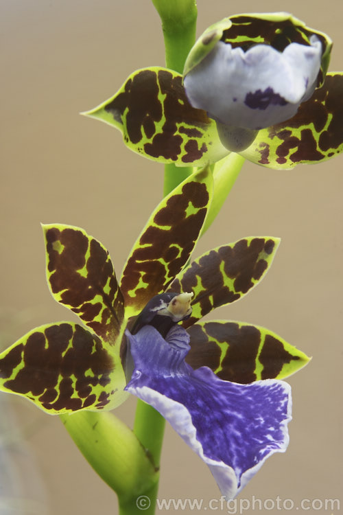 Zygopetalum. White 'Stonehurst' x Blackii 'Negress', one of many spectacularly coloured hybrids of an orchid genus found from Mexico to Brazil and Peru. This is a fairly large-flowered form. Order: Asparagales, Family: Orchidaceae