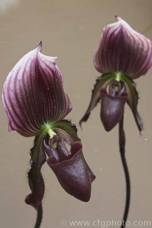 Paphiopedilum. Joanne's Wine, a rather variable but usually very dark-flowered Slipper. Orchid grex introduced in 1987 and developed from several species, principally. Paphiopedilum callosum and Paphiopedilum lawrenceanum. paphiopedilum-2474htm'>Paphiopedilum.