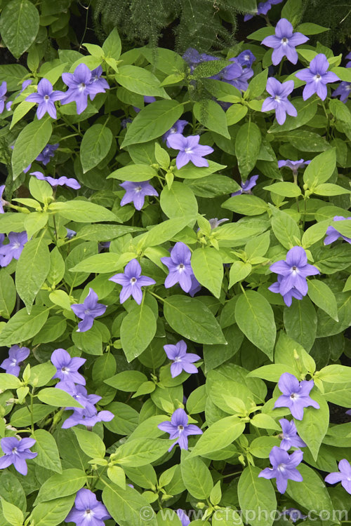 Bush Violet (<i>Browallia speciosa</i>), a shrubby, long-flowering, evergreen perennial native to Colombia. The wild species grows to around 15m tall, but the many garden forms are often considerably smaller. A garden plant n warm frost-free climates, elsewhere it is treated as a summer annual or a winter- to spring-flowering greenhouse plant. browallia-2610htm'>Browallia.