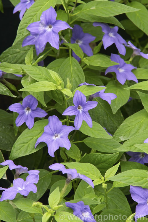 Bush Violet (<i>Browallia speciosa</i>), a shrubby, long-flowering, evergreen perennial native to Colombia. The wild species grows to around 15m tall, but the many garden forms are often considerably smaller. A garden plant n warm frost-free climates, elsewhere it is treated as a summer annual or a winter- to spring-flowering greenhouse plant. browallia-2610htm'>Browallia.