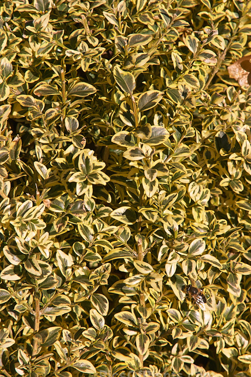 Golden Box (<i>Buxus sempervirens</i> 'Aureo Variegata'), a yellow-edged form of the Common Box, an evergreen shrub native to southern Europe, western Asia and North Africa. As with the plain green-leaved species, it is widely used for hedging. Order: Buxales, Family: Buxaceae