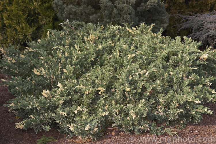 Juniperus chinensis (syn. Juniperus davurica</i>) 'Expansa. Variegata', a low, spreading cream-variegated cultivar of a shrub native to cool-temperate. East Asia, including Japan. It grows to around 60cm high x 3m wide. Order: Pinales, Family: Cupressaceae