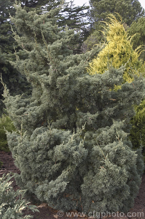 Hollywood. Juniper (<i>Juniperus chinensis 'Kaizuka'), a blue-foliaged cultivar of the Chinese juniper popular in California. It has rather twisted branches and grows into a small tree around 6-8m tall Order: Pinales, Family: Cupressaceae