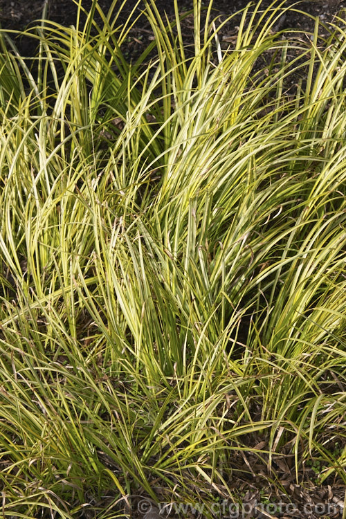 <i>Acorus gramineus</i> 'Ogon', a yellow-variegated form of a low, spreading grass-like rhizomatous perennial native to temperate eastern Asia. Order: Acorales, Family: Acoraceae