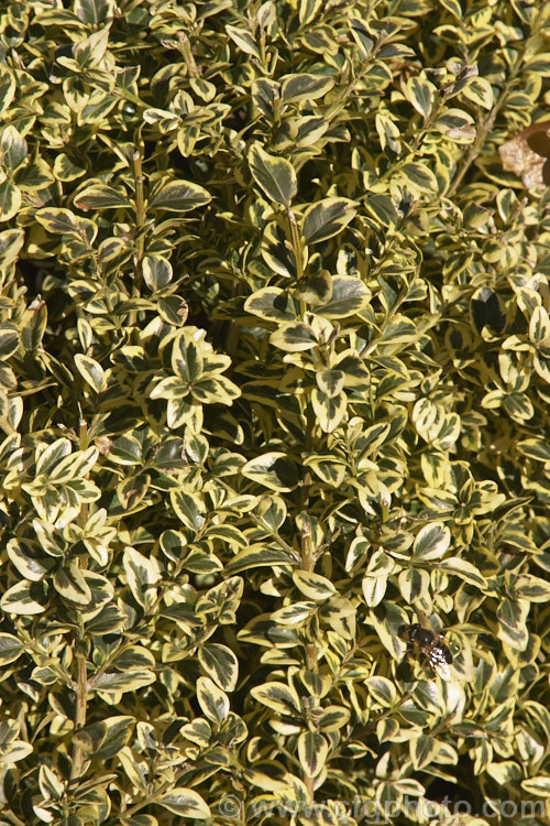 Golden Box (<i>Buxus sempervirens 'Aureo Variegata'), a yellow-edged form of the Common Box, an evergreen shrub native to southern Europe, western Asia and North Africa. As with the plain green-leaved species, it is widely used for hedging.