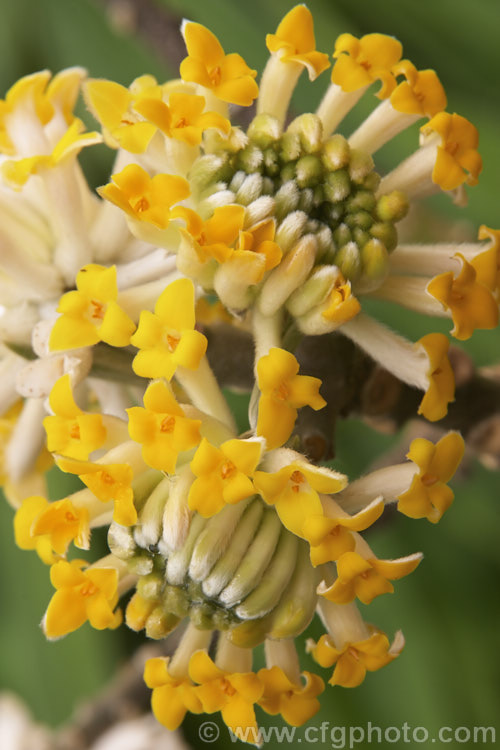 Paper. Bush (<i>Edgeworthia chrysantha</i>), a deciduous shrub native to China. It grows to about 18m high, branching and shooting from the base. The flowers are fragrant and open in late winter, before the foliage develops. edgeworthia-2238htm'>Edgeworthia. <a href='thymelaeaceae-plant-family-photoshtml'>Thymelaeaceae</a>.