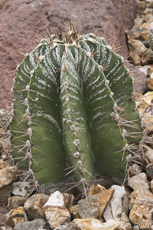 Bishop's Hat (<i>Astrophytum myriostigma</i>), a distinctively shaped cactus native to northeastern Mexico. It rarely exceeds 30cm high and produces orange-centred yellow flowers in summer. astrophytum-2385htm'>Astrophytum. Order: Caryophyllales, Family: Cactaceae