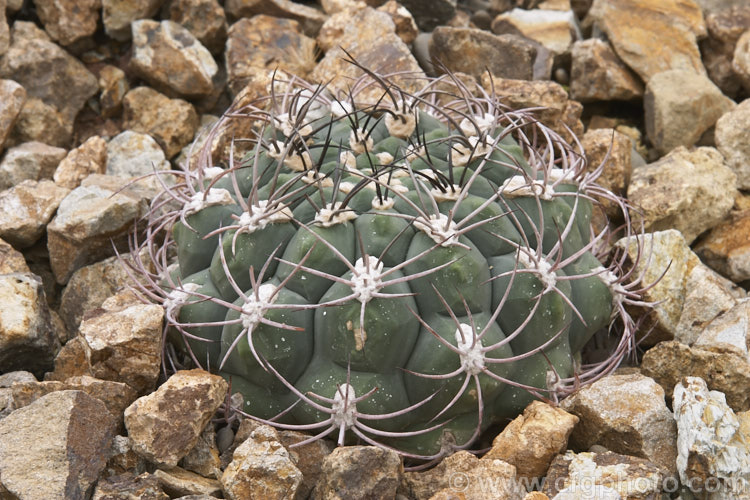 Ferocactus species. Yet to be properly identified, this species is typical of the genus. Ferocactus, which is notorious for its fierce spines, which are often recurved. Small yellow or red flowers are clustered at the stem tips and can be very showy. Order: Caryophyllales, Family: Cactaceae