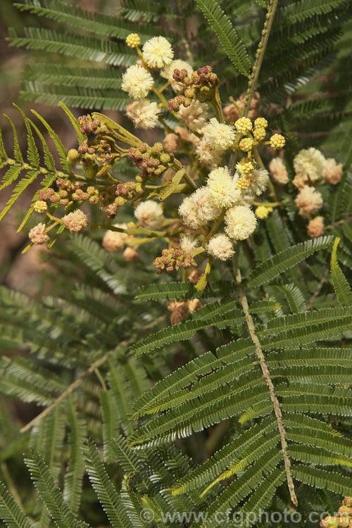 Late Black Wattle (<i>Acacia mearnsii</i>), a spring- to summer-flowering evergreen tree from eastern and southern Australia. It grows to around 10m tall and the flowers have a pleasant spicy scent. The ferny foliage is more of a dark green shade than the blue-green common to wattles. Order: Fabales, Family: Fabaceae