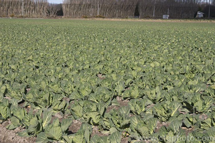 Drumhead Cabbage (<i>Brassica oleracea, Capitata Group</i>), the typical smooth-leaved, round-headed form of cabbage