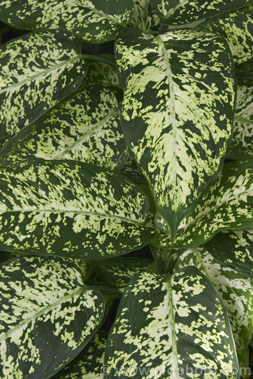 Variegated Dumb. Cane (<i>Dieffenbachia seguine [syn. Dieffenbachia maculata] 'Exotica'). This cultivar of a Central and northern South American species has white-blotched leaves up to 25cm long. dieffenbachia-2146htm'>Dieffenbachia.