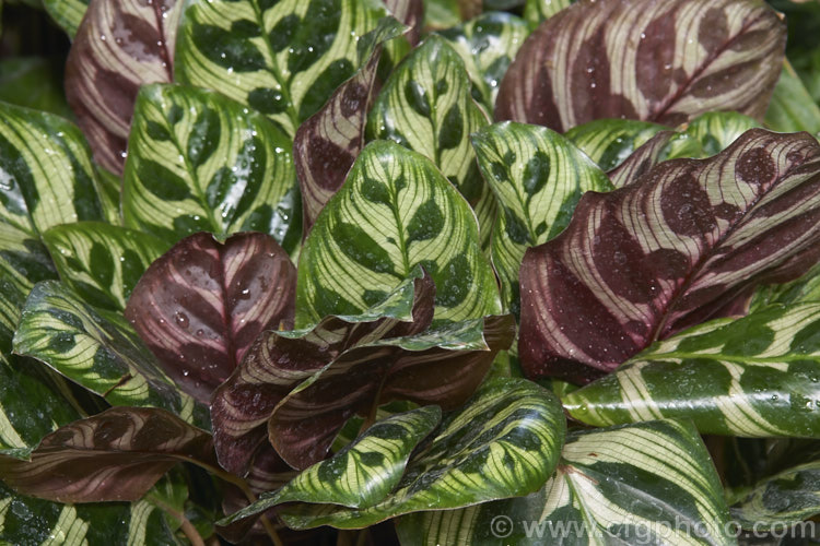 Peacock Plant or Cathedral. Windows (<i>Calathea makoyana</i>), a Brazilian evergreen rhizomatous perennial often grown as a house plant. The leaves are up to 35cm long. It is closely related to the prayer plants (<i>Maranta spp</i>).