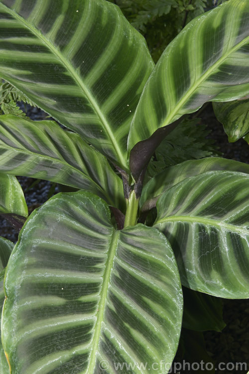 Zebra Plant (<i>Calathea zebrina</i>), a Brazilian perennial often used as a house plant. The beautifully marked leaves are up to 70cm long. It is closely related to the prayer plants (<i>Maranta spp</i>).