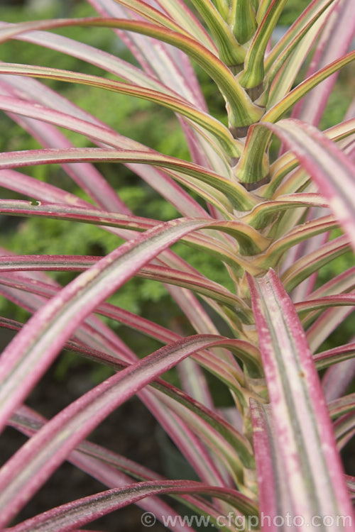 Dracaena 'Colorama', a cultivar with bold cream and pink variegations. It is often classified under. Dracaena marginata, a name used for hybrids of Dracaena cincta and Dracaena concinna. dracaena-2694htm'>Dracaena.