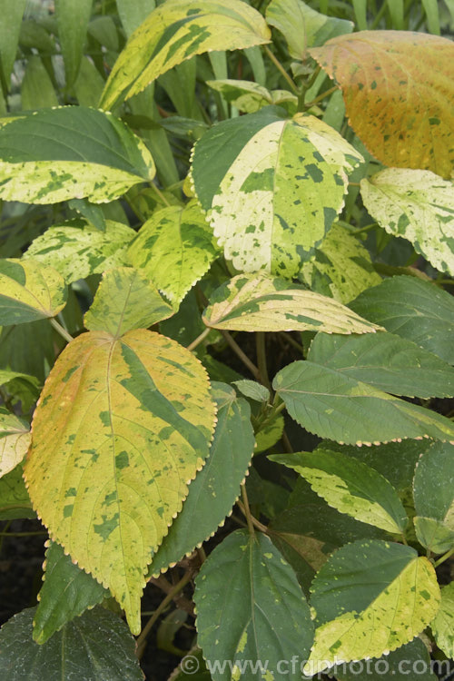 Jacob's Coat, Copperleaf or Fijian Fire Plant (<i>Acalypha wilkesiana</i>), a shrub native to the tropical Pacific Islands. Its flower tassels are attractive but it is primarily grown for its boldly variegated foliage, which often develops strong red-bronze tones in full sun. Order: Malpighiales, Family: Euphorbiaceae