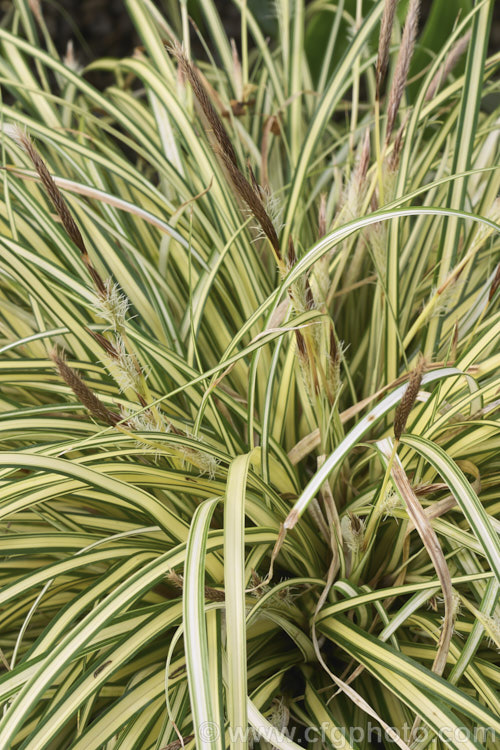 <i>Carex oshimensis</i> 'Evergold', a boldly variegated cultivar of a Japanese sedge. It is around 40cm high when in flower and can from a clump up to 50cm wide. The foliage may be evergreen or deciduous depending on the severity of winter conditions. Order: Poales, Family: Cyperaceae