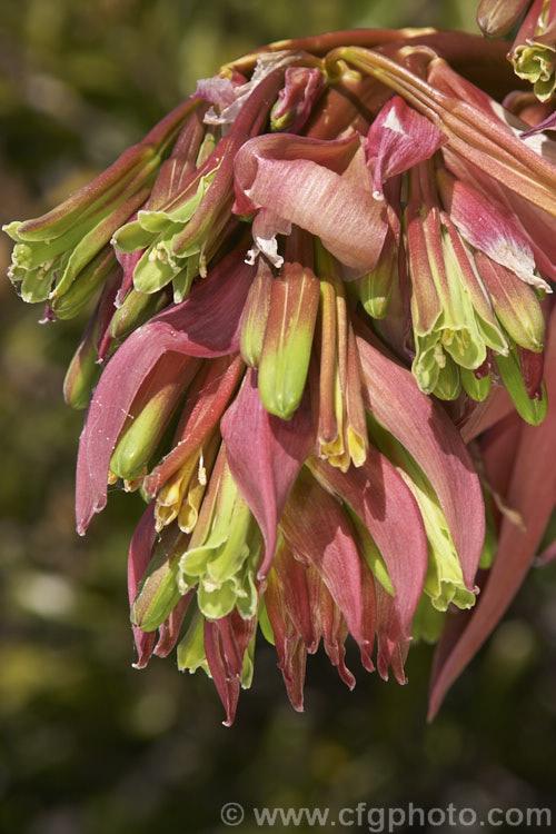 The opening flowerhead of Beschorneria yuccoides, a semi-succulent yucca-like perennial from Mexico. Its red flower stems and bracts partially conceal tubular, green flowers that open from early spring. beschorneria-2412htm'>Beschorneria.