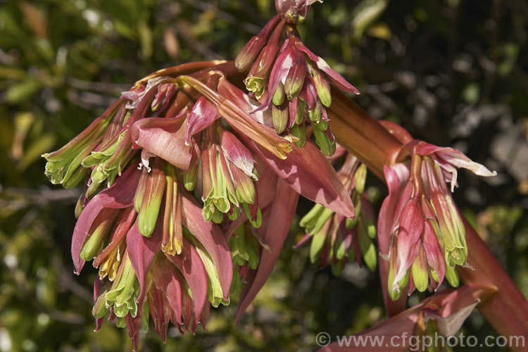 The opening flowerhead of Beschorneria yuccoides, a semi-succulent yucca-like perennial from Mexico. Its red flower stems and bracts partially conceal tubular, green flowers that open from early spring. beschorneria-2412htm'>Beschorneria.