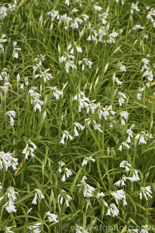 Triquetrous or Three-cornered. Leek (<i>Allium triquetrum</i>), a spring-flowering bulb native to southern Europe, that often naturalises freely and which may become invasive. The foliage has a scent something like a cross between leek, garlic and onion. allium-2045htm'>Allium.