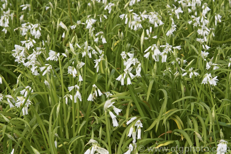 Triquetrous or Three-cornered. Leek (<i>Allium triquetrum</i>), a spring-flowering bulb native to southern Europe, that often naturalises freely and which may become invasive. The foliage has a scent something like a cross between leek, garlic and onion. allium-2045htm'>Allium.