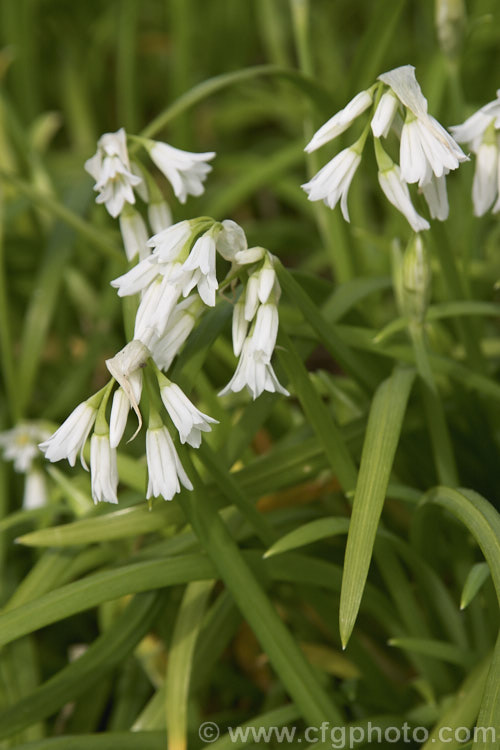 Triquetrous or Three-cornered. Leek (<i>Allium triquetrum</i>), a spring-flowering bulb native to southern Europe, that often naturalises freely and which may become invasive. The foliage has a scent something like a cross between leek, garlic and onion. allium-2045htm'>Allium.