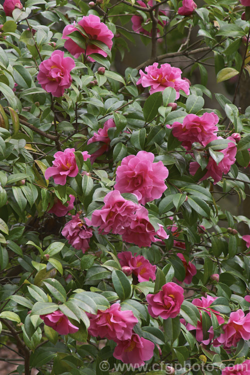 <i>Camellia</i> 'Pink Cameo', a hybrid of uncertain origins, possibly New Zealand-raised. Order: Ericales, Family: Theaceae