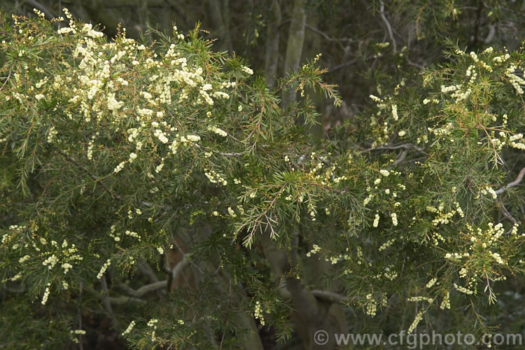 Prickly Moses (<i>Acacia verticillata</i>), a late winter to early spring-flowering evergreen shrub or tree to 9m tall native to southeastern Australia including Tasmania. Its bronze-green foliage is tipped with short, fine spines. Order: Fabales, Family: Fabaceae