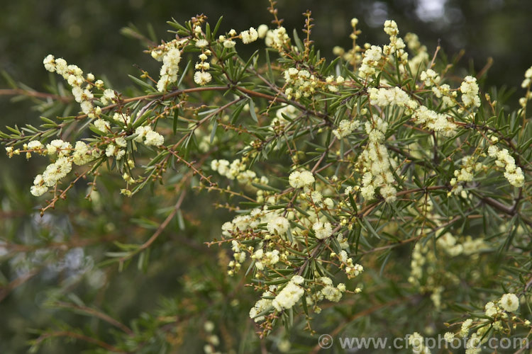 Prickly Moses (<i>Acacia verticillata</i>), a late winter to early spring-flowering evergreen shrub or tree to 9m tall native to southeastern Australia including Tasmania. Its bronze-green foliage is tipped with short, fine spines. Order: Fabales, Family: Fabaceae