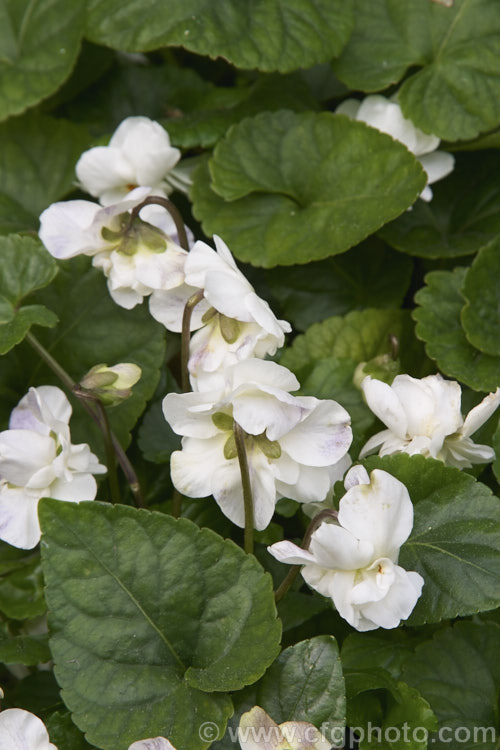 Viola 'Comte. Brazza' (syn 'White Parma'), a white-flowered Parma. Violet, possible derived from Viola suavis of eastern Europe. The flowers are double and scented. viola-2165htm'>Viola. <a href='violaceae-plant-family-photoshtml'>Violaceae</a>.