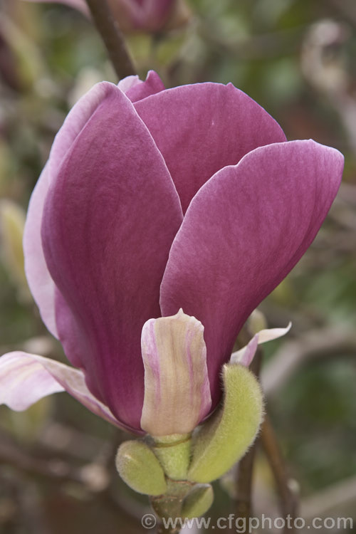 Magnolia x soulangiana 'Verbanica', this hybrid, probably. Dutch, has rather fragrant flowers with a strong blush of purple pink. Despite its good colour, scent and compact habit, it is not common. Order: Magnoliales, Family: Magnoliaceae