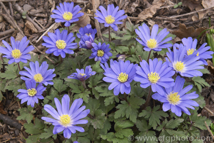 Anemone blanda, a late winter- to early spring-flowering rhizomatous woodland perennial native to southeastern Europe and the nearby Mediterranean islands. Several colour forms occur, though the mauve-blue is probably most common. Order: Ranunculales, Family: Ranunculaceae