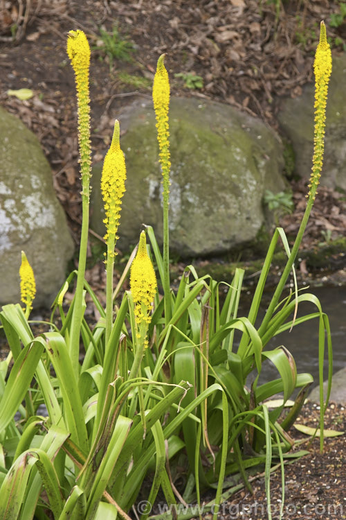 Cat's Tail (<i>Bulbinella floribunda</i>), an evergreen, spring-flowering, strappy-leafed, fleshy-rooted perennial native to South Africa. The flower stem grows to around 90cm tall and is topped with a 10cm spike of flowers. bulbinella-2613htm'>Bulbinella.