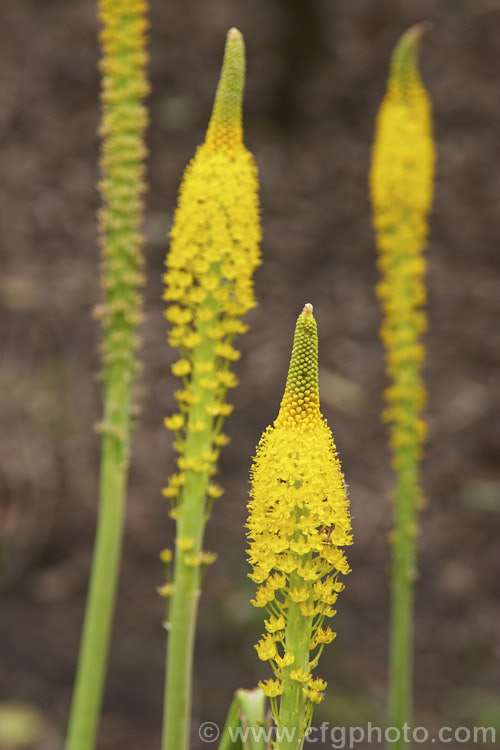 Cat's Tail (<i>Bulbinella floribunda</i>), an evergreen, spring-flowering, strappy-leafed, fleshy-rooted perennial native to South Africa. The flower stem grows to around 90cm tall and is topped with a 10cm spike of flowers. bulbinella-2613htm'>Bulbinella.