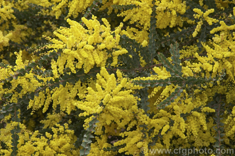 Oven's Wattle or Alpine Wattle (<i>Acacia pravissima</i>), an evergreen, late winter- to spring-flowering, large shrub or small tree from south-eastern Australia. The sharply angled phyllodes are quite distinctive. Order: Fabales, Family: Fabaceae