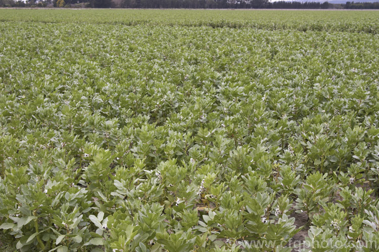 Broad. Bean or Faba. Bean (<i>Vicia faba</i>), a starchy bean native to North Africa and southwest Asia. It is usually planted in autumn, flowers in spring and fruits in late spring-early summer. vicia-3388htm'>Vicia.