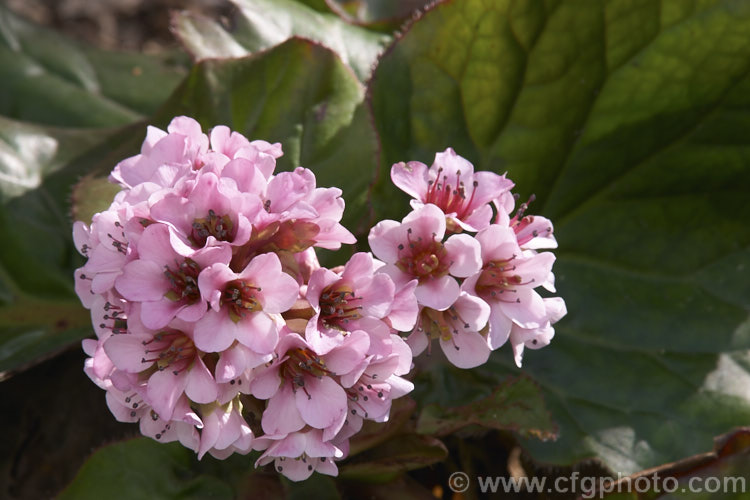 Bergenia ciliata, a near-evergreen perennial found from Afghanistan to southeastern Tibet at 1800-4300m altitude. It differs from the common. Bergenia cordifolia in its bristly-haired leaves and lesser hardiness. bergenia-2281htm'>Bergenia. <a href='saxifragaceae-plant-family-photoshtml'>Saxifragaceae</a>.