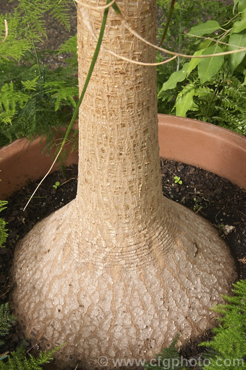 The characteristic swollen base of the trunk of the Bottle. Palm, Pony. Tail or Elephant Foot. Tree (<i>Beaucarnea recurvata [syn. Nolina recurvata]), an 8m tall tree native to southeastern Mexico. When young it is widely grown as an indoor plant. beaucarnea-2596htm'>Beaucarnea.