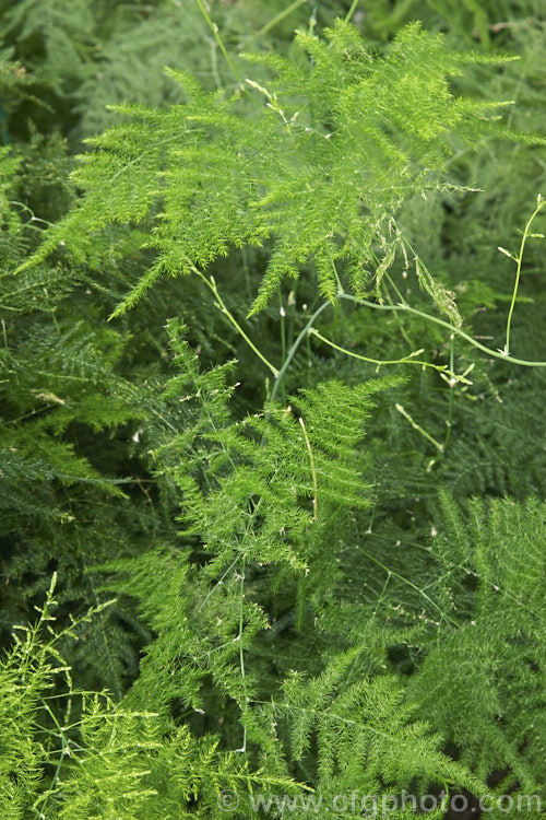 Climbing Asparagus. Fern (<i>Asparagus setaceus [syns. Asparagus plumosus, Protoasparagus plumosus]), a sprawling, scrambling, evergreen, rhizome-rooted perennial from southern and eastern Africa. The young stems twine somewhat and also have small, sharp, recurved thorns that aid climbing. It is often cultivated as a house plant but has become an invasive weed in some areas. asparagus-2372htm'>Asparagus.