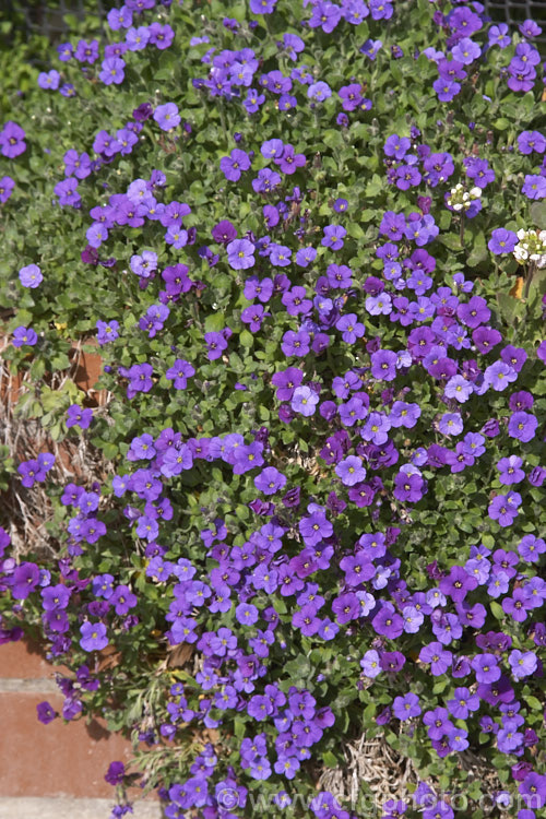 Aubretia (<i>Aubrieta deltoidea</i>), a spring-flowering perennial native to the Aegean region. Widely grown as a rockery plant, it is ideal for spilling over rock walls and growing in the cracks in stone paving. Several colour forms occur, from mauve through to deep reddish purple. aubrieta-2388htm'>Aubrieta. .