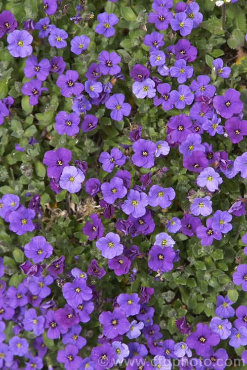 Aubretia (<i>Aubrieta deltoidea</i>), a spring-flowering perennial native to the Aegean region. Widely grown as a rockery plant, it is ideal for spilling over rock walls and growing in the cracks in stone paving. Several colour forms occur, from mauve through to deep reddish purple. aubrieta-2388htm'>Aubrieta. .