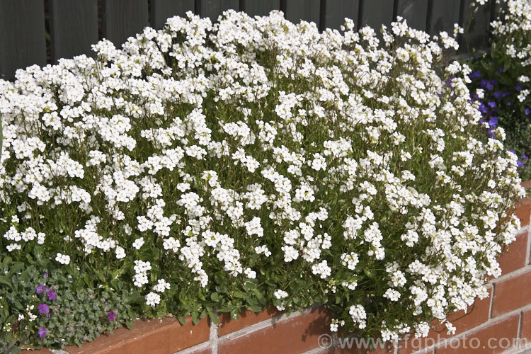 Rock Cress (<i>Arabis caucasica</i>), a spring-flowering perennial, often short-lived, native to southern Europe. It is often cultivated as a rockery plant. Order: Brassicales, Family: Brassicaceae