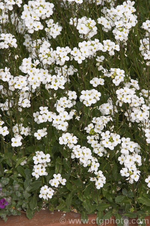 Rock Cress (<i>Arabis caucasica</i>), a spring-flowering perennial, often short-lived, native to southern Europe. It is often cultivated as a rockery plant. Order: Brassicales, Family: Brassicaceae