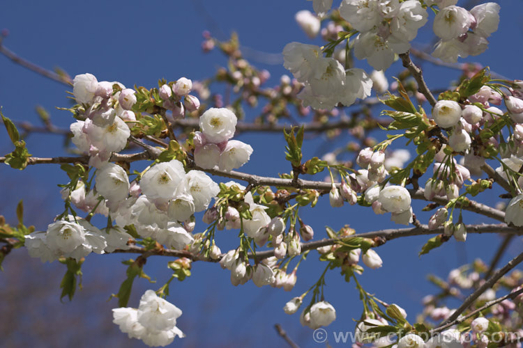 Prunus 'Shirotae' (syn 'Mount Fuji'), one of the sato-zakura group of Japanese cherries. It is a medium-sized tree with a spreading to slightly pendulous habit and single to semi-double flowers. Order: Rosales, Family: Rosaceae