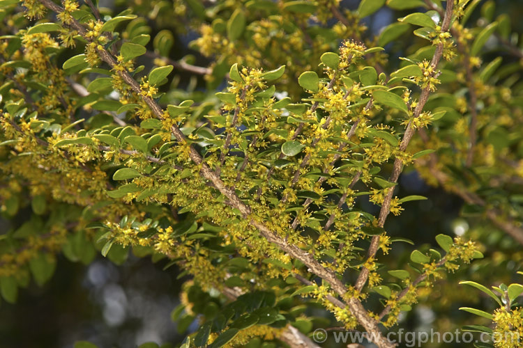 The minute flowers of the Vanilla. Tree (<i>Azara microphylla</i>), an evergreenChilean and Argentinian tree widely cultivated for its graceful growth habit and for the strong vanilla scent of its flowers, which in addition to being very small are often hidden by the foliage. azara-2391htm'>Azara. <a href='salicaceae-plant-family-photoshtml'>Salicaceae</a>.