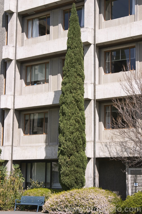 Murray. River Cypress. Pine (<i>Callitris columellaris</i>), a narrow, upright, 25m tall, eastern Australian conifer. Despite the common name, it is a Cupressus relative not a pine. callitris-2625htm'>Callitris. Order: Pinales, Family: Cupressaceae