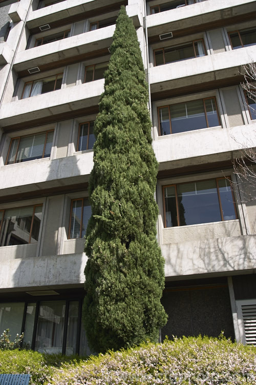 Murray. River Cypress. Pine (<i>Callitris columellaris</i>), a narrow, upright, 25m tall, eastern Australian conifer. Despite the common name, it is a Cupressus relative not a pine. callitris-2625htm'>Callitris. Order: Pinales, Family: Cupressaceae